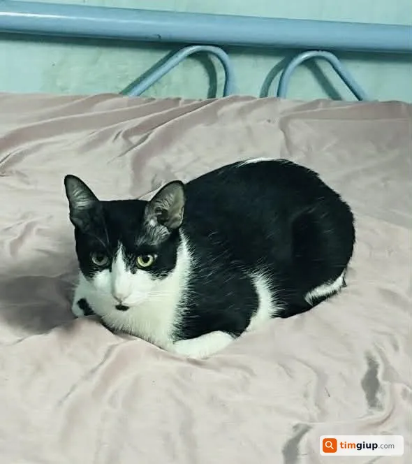 Tìm mèo lạc tên Hến tại Quận Bình Tân, TP.HCM