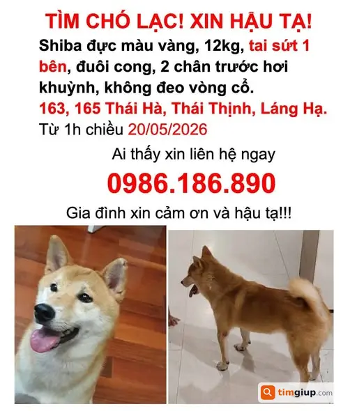 Tìm chó Shiba vàng trắng lạc tại Thái Hà, Hà Nội
