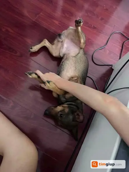 Tìm Chó Tun Màu Nâu Thất Lạc Tại Khu Vực Văn Quán