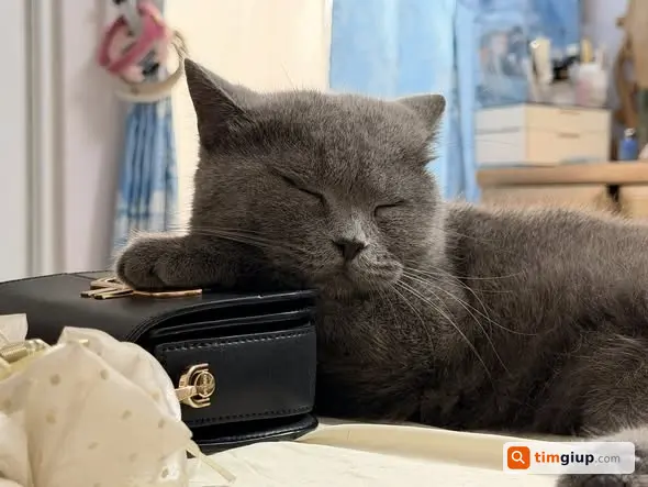 Tìm mèo Xám thất lạc tại Hiệp Bình Chánh, Thủ Đức