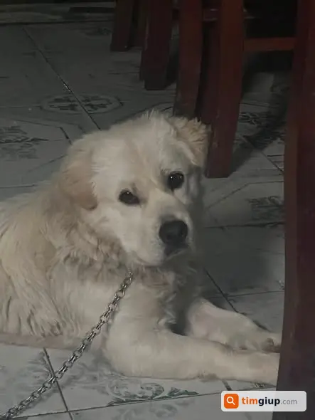 Tìm Chó Chíp Lông Trắng Thất Lạc Tại Hà Hồi, Hà Nội