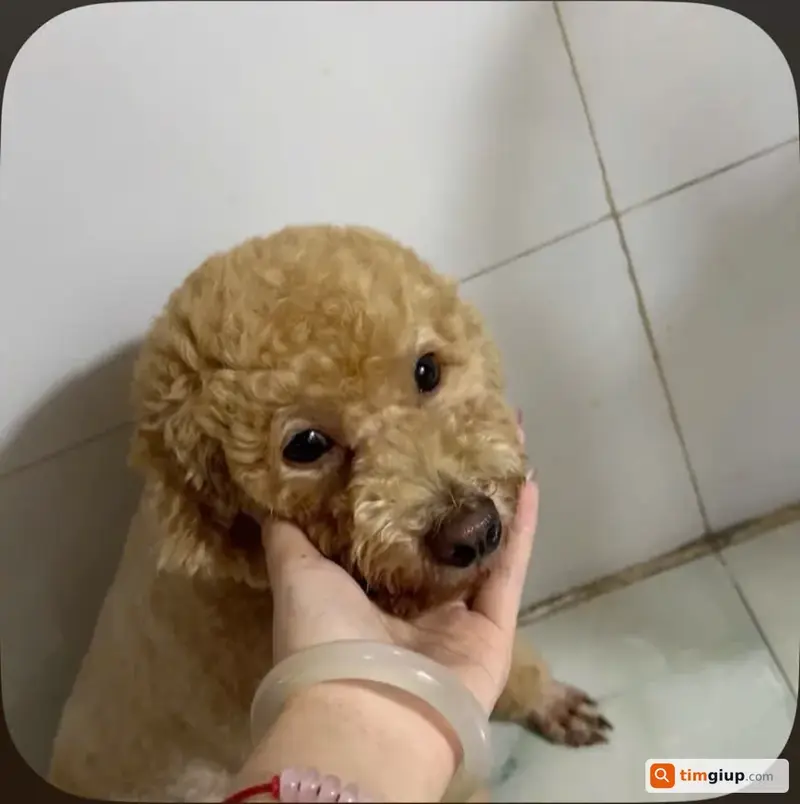 Tìm bé cún Poodle tên Ri bị lạc tại Quận Bình Tân, TP.HCM