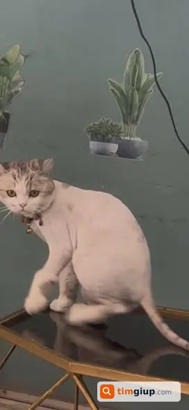 Tìm mèo lông cắt ngắn đeo chuông mất tại Gốc Đề, Hai Bà Trưng