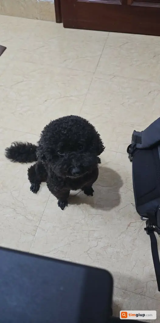 Tìm Chó Poodle Đen Thất Lạc Tại Quan Hoa, Cầu Giấy
