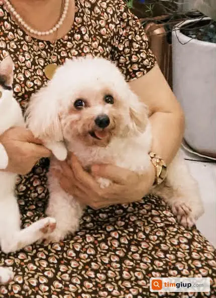 Tìm chó Poodle tên Bò lạc tại Hoàng Mai Hà Nội