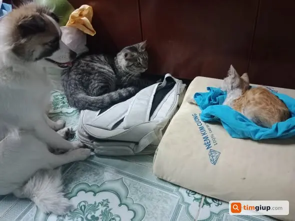 Tìm chó Bông lông trắng thất lạc gần Ngã Tư Ga, Thủ Đức