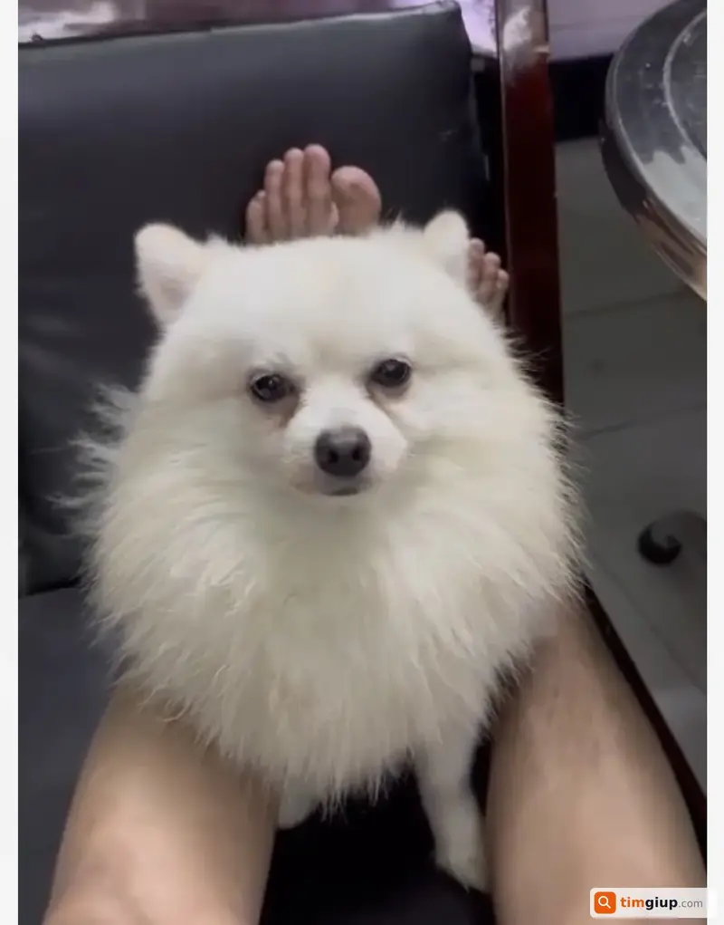 Tìm chó Phốc Sóc thất lạc tại đường 6A, Vĩnh Lộc, TP. Hồ Chí Minh