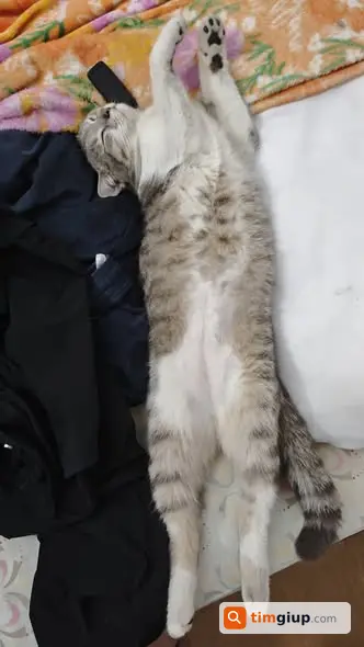 Tìm mèo Anh lông ngắn Silver Tabby lạc tại Thủ Dầu Một