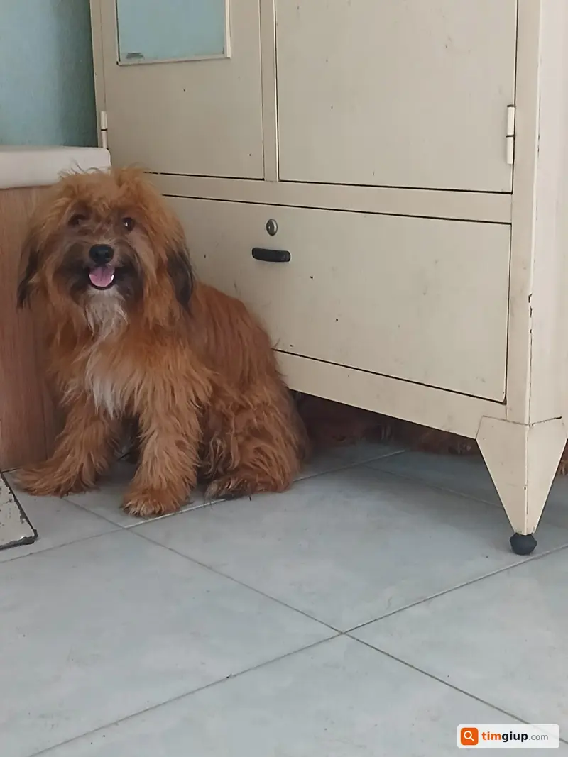 Tìm chó Ú Lỳ bị lạc tại Hóc Môn