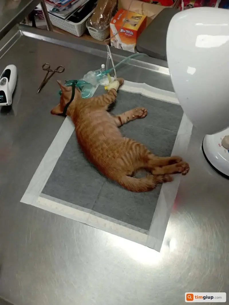 Tìm bé mèo vàng bị mù, dị tật đuôi thất lạc tại Quận 6, TP.HCM