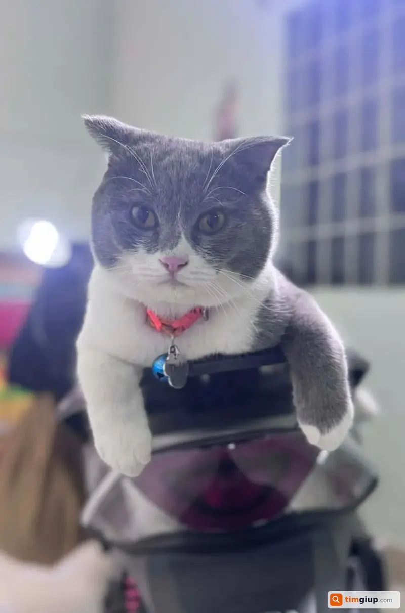 Tìm mèo Anh lông ngắn bicolor tên Thúi lạc tại Bến Tre