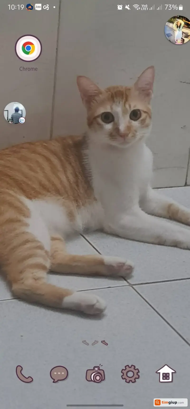 Tìm mèo lạc tên Cục Cưng tại TP. Hồ Chí Minh