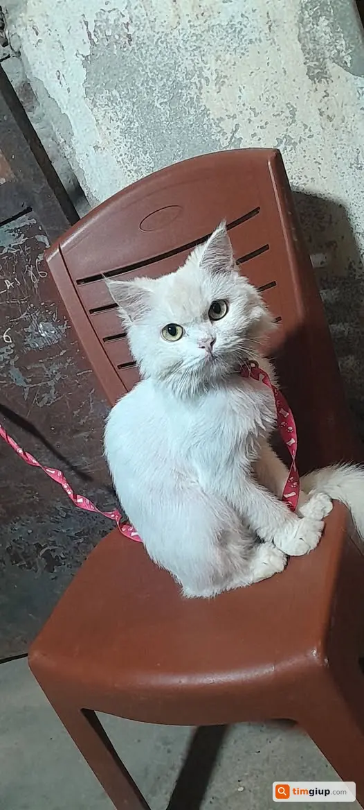 Tìm mèo trắng lông dài Tiểu Bạch lạc ở Lĩnh Nam, Hà Nội