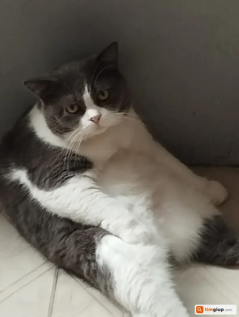 Tìm mèo Anh lông ngắn tên Mập bị lạc tại Quận Tân Phú, TP.HCM