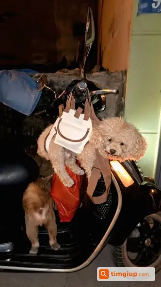 Chó Poodle Vàng Nâu Thất Lạc Gần Trường Tiểu Học Phương Canh