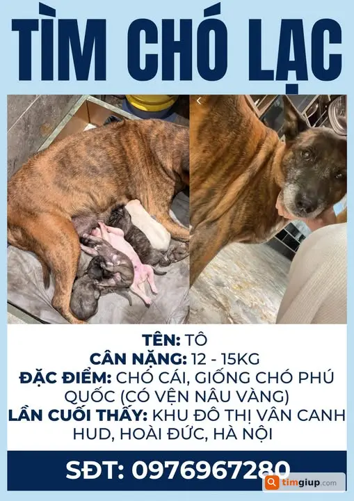 Tìm chó Phú Quốc 11 tuổi lạc tại HUD Vân Canh Hà Nội