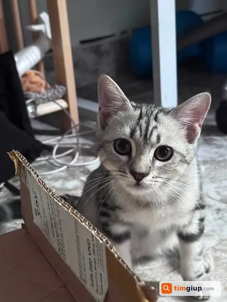 Tìm Mèo Thất Lạc Tên Mít Tại Gần Cầu Tham Lương, Quận 12