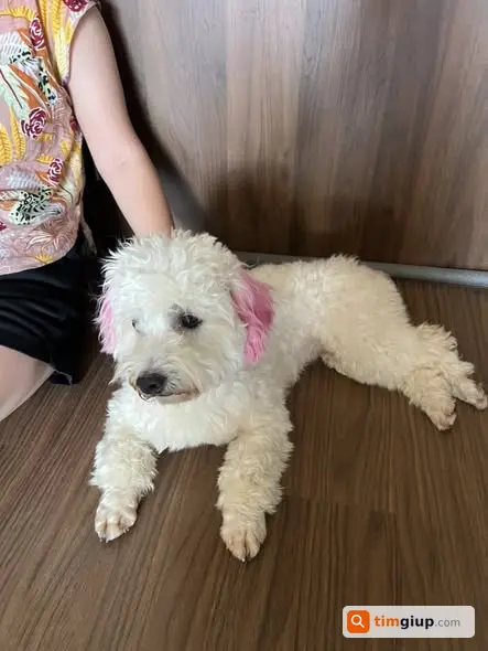 Tìm chủ chó Poodle trắng tai hồng lạc tại Nguyễn Ngọc Vũ, Hà Nội
