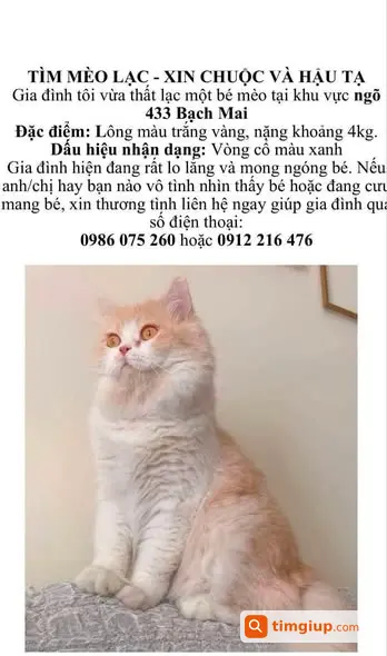 Mèo Thất Lạc Cả Tuần Tại Khu Vực Bạch Mai, Hà Nội