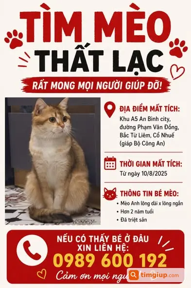 Tìm Mèo Anh Vàng Lông Dài Thất Lạc Tại Bắc Từ Liêm, Hà Nội