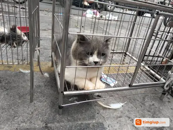 Chợ Phiên Hà Đông 27-8 Tìm Người Đón Hộ Các Bé