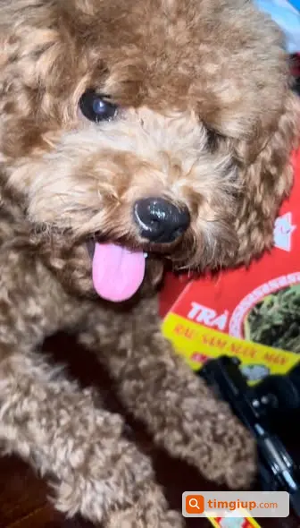 Poodle Vàng 1 Tuổi Thất Lạc Tại Nguyễn Khánh Toàn, Hà Nội