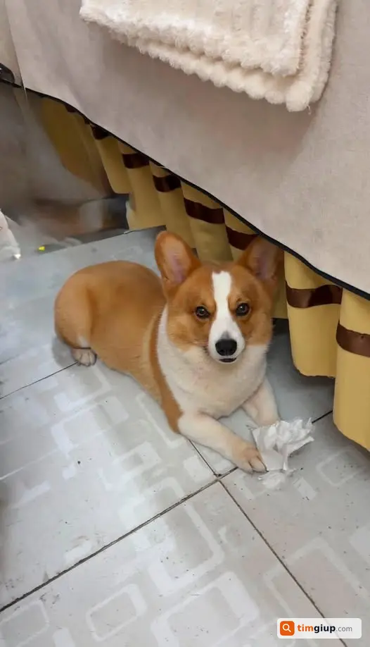 Tìm chó Corgi lạc tại công viên khu phố 2 An Lạc Bình Tân
