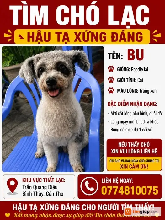 Tìm Chó Poodle Lai Thất Lạc Tại Bình Thuỷ, Cần Thơ
