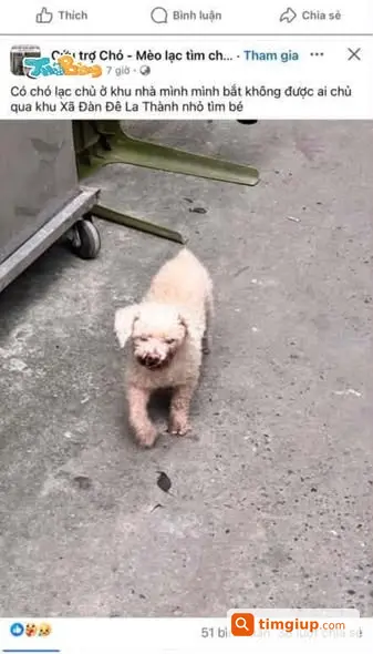 Chó Poodle Trắng Ngà Thất Lạc Khu Vực Quan Thổ, Hà Nội