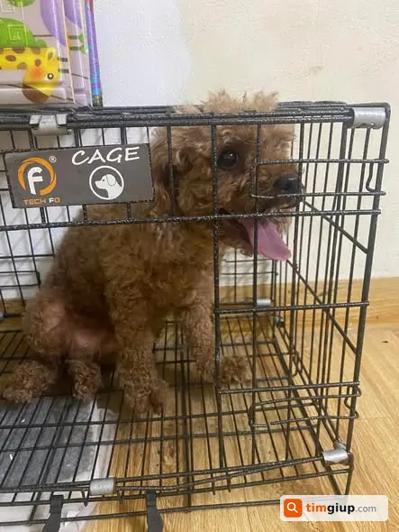 Tìm Chó Poodle Thất Lạc Tại Công Viên Hòa Bình, Hà Nội