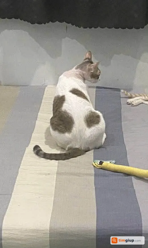 Tìm mèo cái tên Báo Đời thất lạc tại Quận 9, TP. Hồ Chí Minh