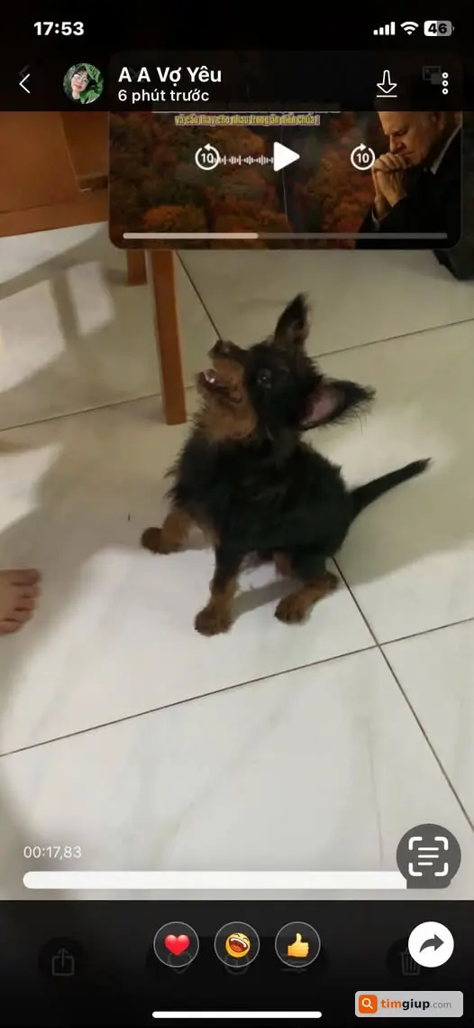 Tìm Thú Cưng Thất Lạc, Mong Giúp Đỡ Để Em Sớm Về Nhà