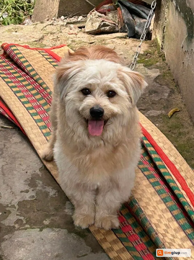 Tìm chó giống Si Nhật tên Milo thất lạc tại Bình Dương