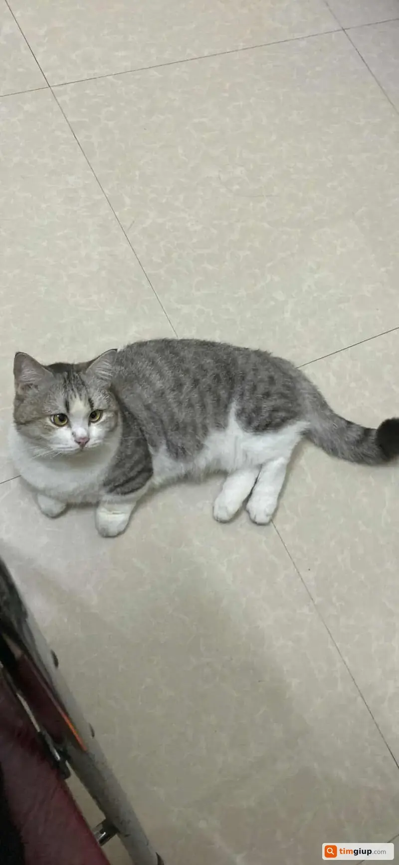 Tìm mèo Munchkin tên Bông Con bị lạc tại TP. Lào Cai