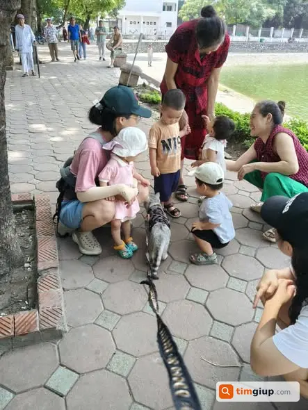 Vừa mất mèo tại khu vực Hồ Thành Công, Hà Nội cần tìm lại