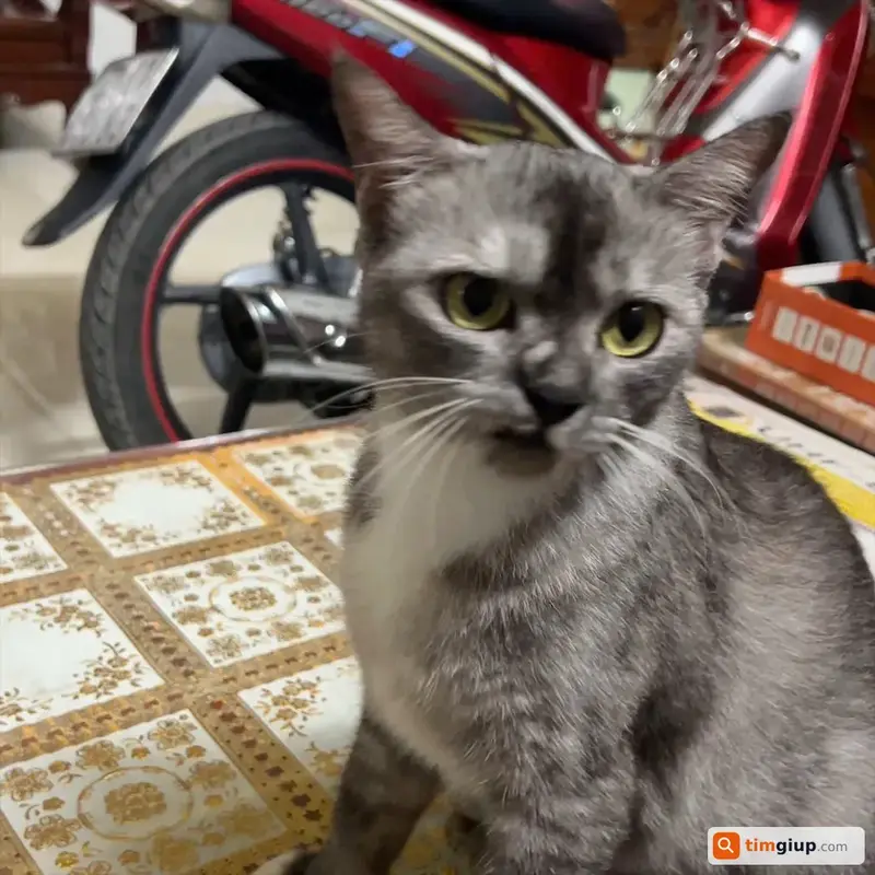 Tìm mèo lai Anh tên Méo thất lạc tại Châu Phú, An Giang