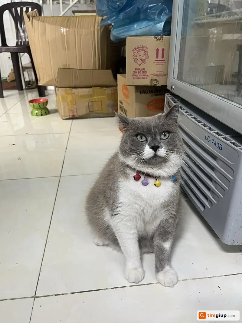 Tìm mèo bicolor tên Min bị lạc tại Đà Lạt, Lâm Đồng