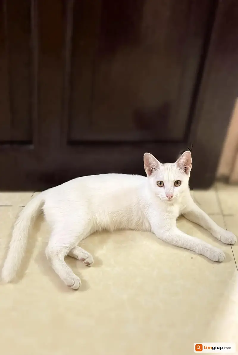 Tìm mèo ta lông trắng tên Tuyết thất lạc tại Hà Nội