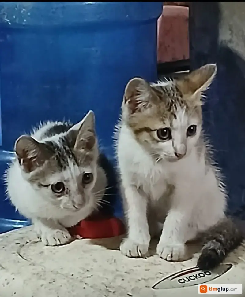 Tìm điện thoại Samsung thất lạc tại Hà Nội