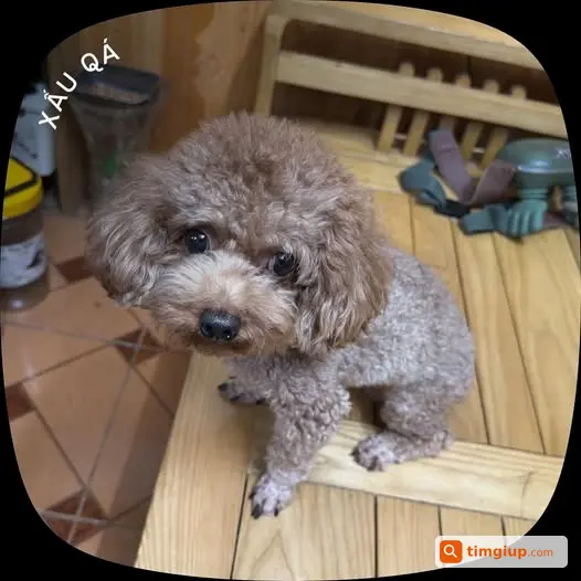 Chó Poodle Nâu Thất Lạc Tại Ngõ 27 Long Biên 1