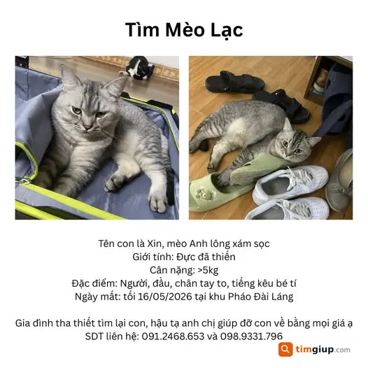 Tìm mèo Anh lông xám sọc tên Xin lạc tại Pháo Đài Láng