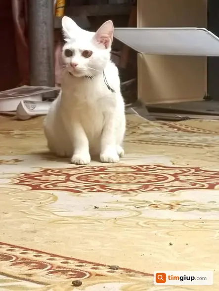 Ảnh 3