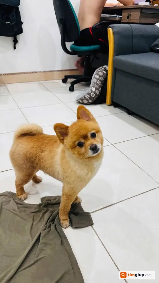 Tìm Chó Phốc Sóc Cam Trắng Tên Kun Thất Lạc Tại Cư Yên