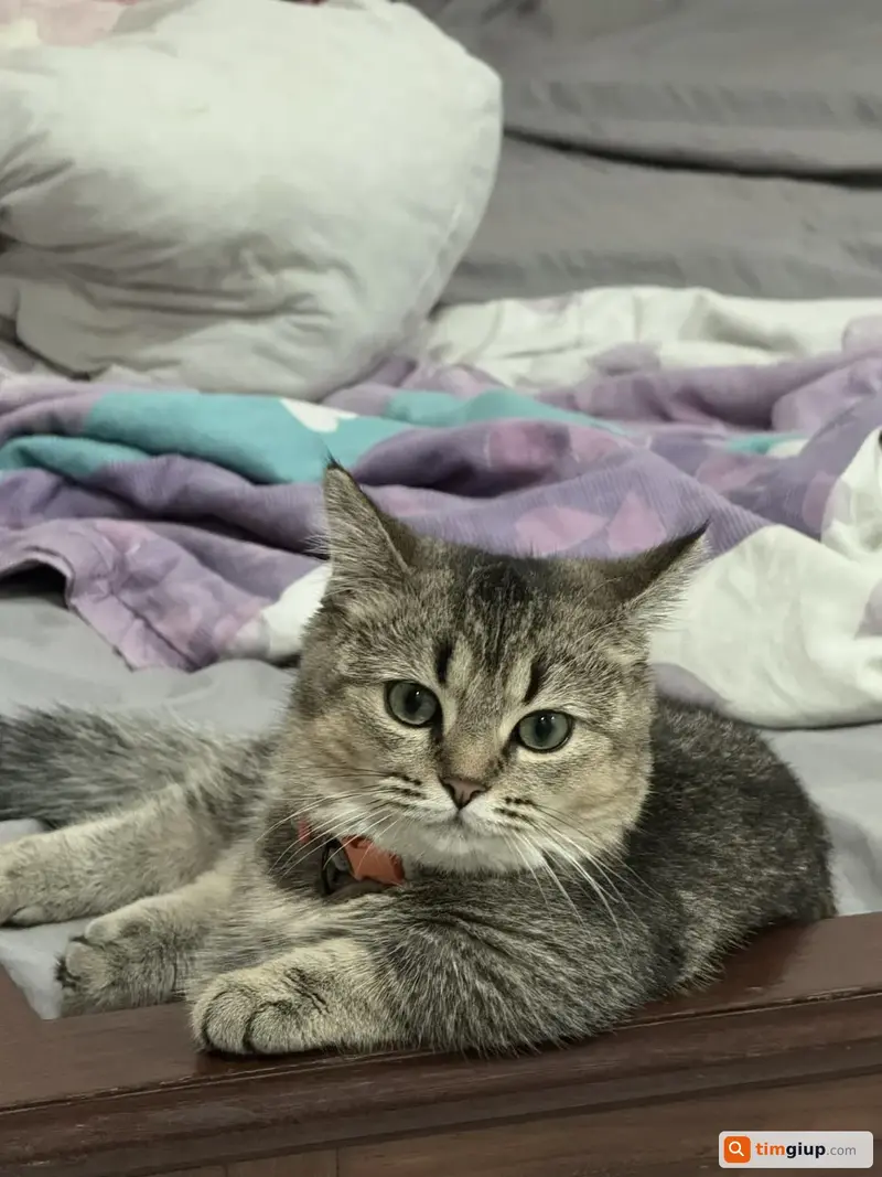 Tìm mèo đực chân lùn bị lạc tại Quận 12, TP.HCM