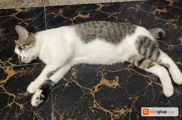 Tìm mèo Xiêm lông ngắn tên Mi đuôi cụt tại Quận 9, TP.HCM