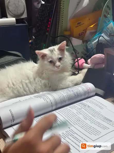Tìm Mèo Kem Trắng Thất Lạc Tại Trần Hữu Tước, Đống Đa