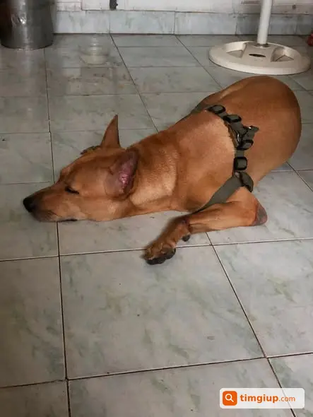 Tìm Chó Hơn 20kg Thất Lạc Trên Đường Phạm Văn Đồng