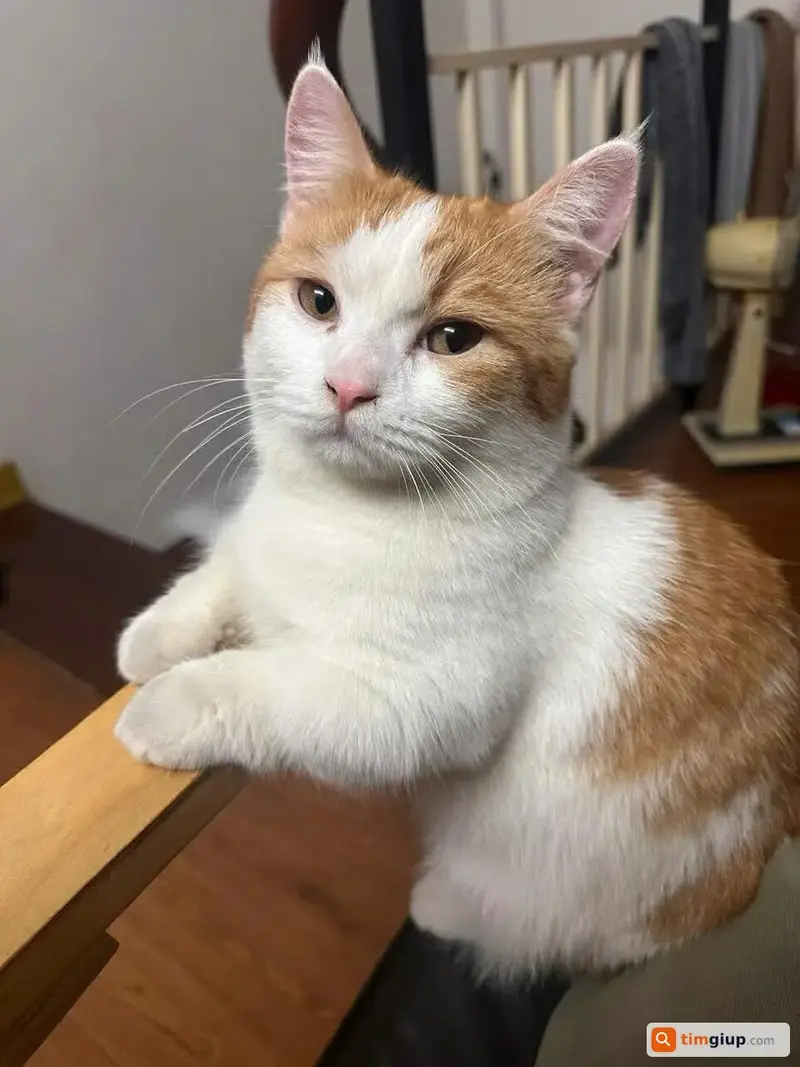 Tìm chó lạc tên Su tại khu vực Kim Ngưu, Hai Bà Trưng, Hà Nội