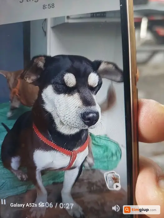 Tìm Chó Phốc Hươu Màu Đen Đeo Vòng Đỏ Thất Lạc