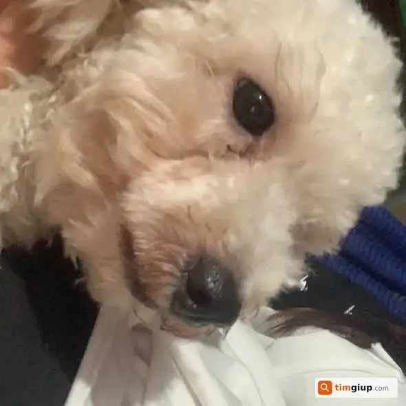 Tìm chó Poodle đực lông trắng cạo, lạc tại Thanh Hưng, Tiền Giang